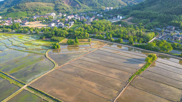 稻田