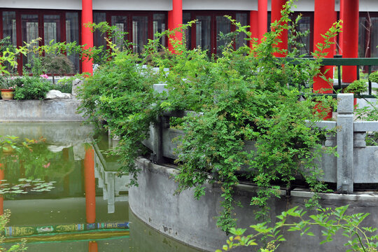 中式建筑园林绿化