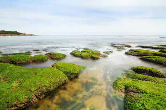 夏天海滩苔藓