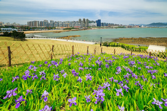 山东青岛小麦岛