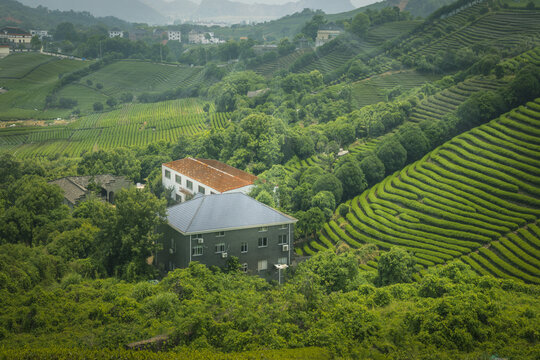 杭州长埭村生态茶园