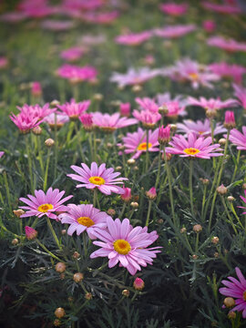 原野中的粉色小花