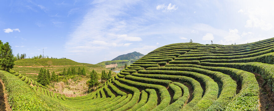 高山茶园