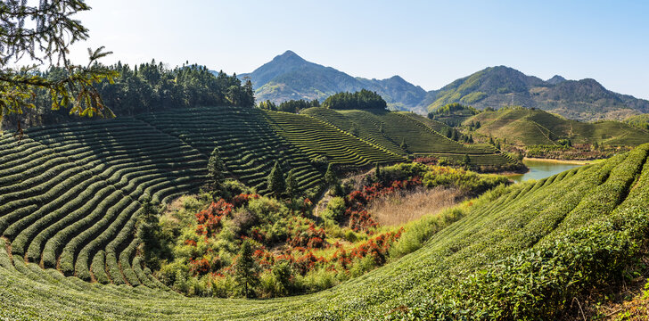 高山茶园