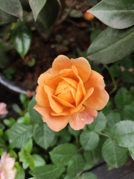 黄玫瑰花
