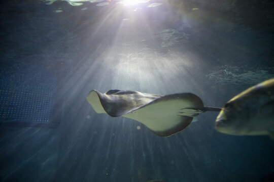 海鱼蝠鲼