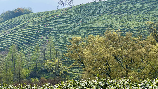 茶山