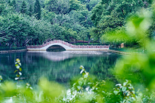 龙潭公园水倒影树木拱桥