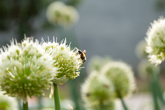 葱花上授粉的蜜蜂