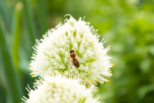 葱花上授粉的蜜蜂