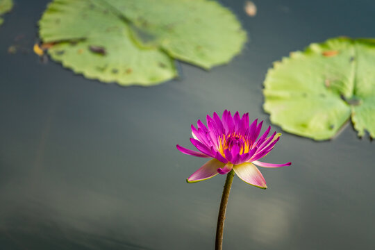 池塘里的睡莲