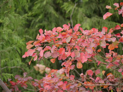 长江三峡巫峡红叶变红