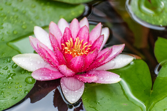 雨中的红莲花