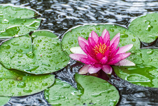 雨中的粉红色莲花