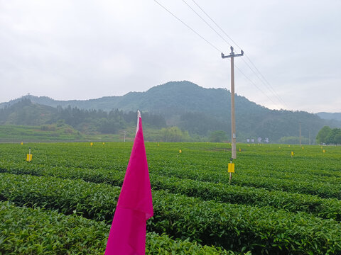 桃溪茶寮露营