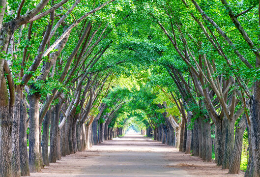 林林荫隧道