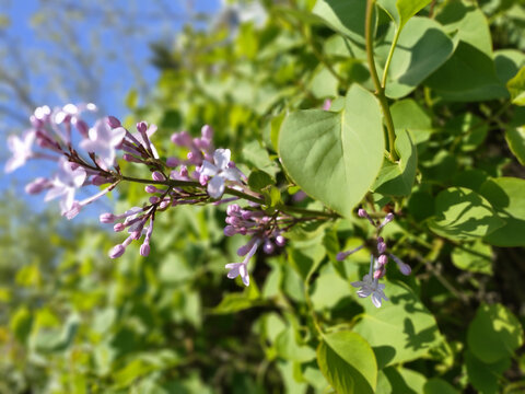 春天紫色丁香花