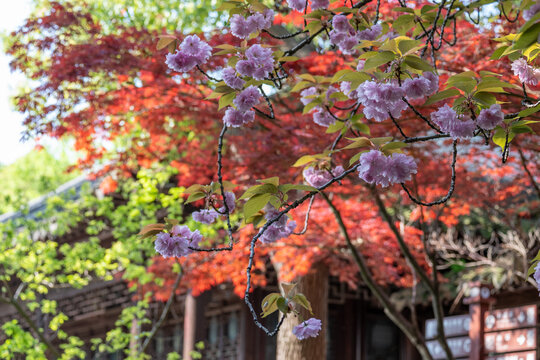 园林樱花