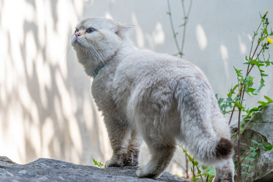 银渐层可爱猫咪