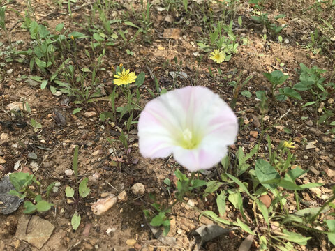 喇叭花牵牛花