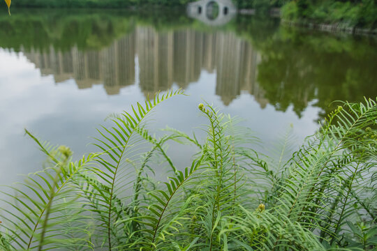 湖边蕨类植物特写