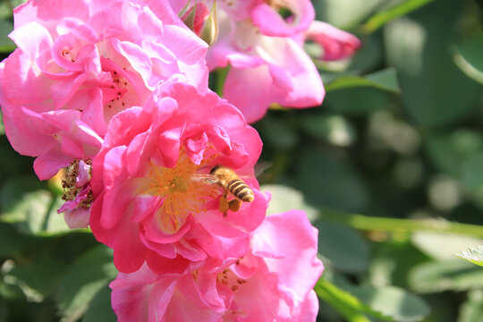 蜜蜂花中舞