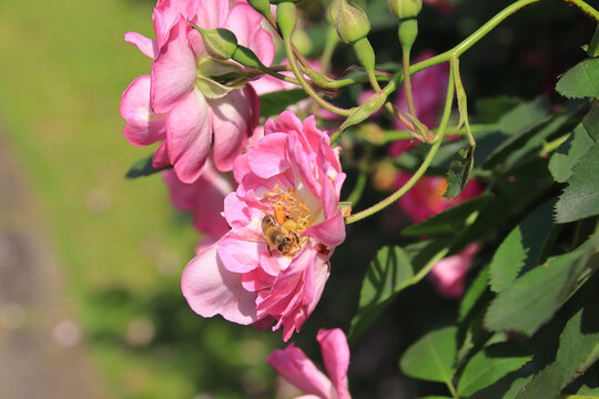 蜜蜂采蜜