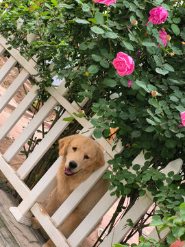 狗狗与鲜花