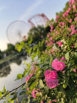 夏天的蔷薇