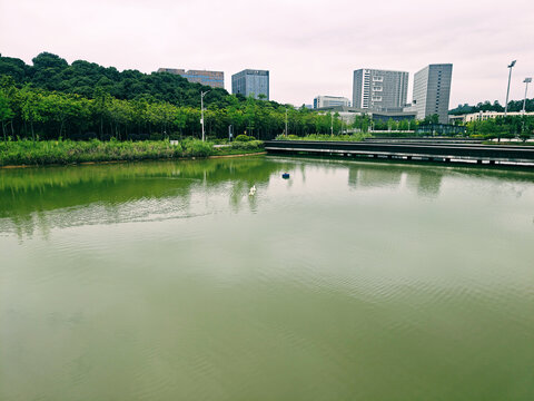 湖面鸭子