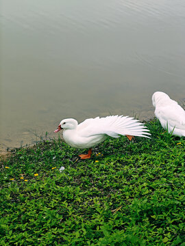 湖边鸭子