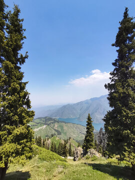 天山云杉