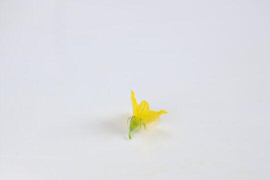 小黄瓜花