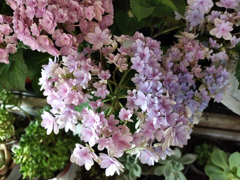 粉色绣球花