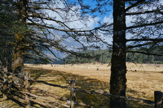 玉龙雪山云衫坪