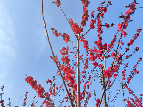 蓝天下的春日桃花