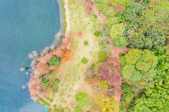 深圳市龙潭公园秋天水杉林航拍