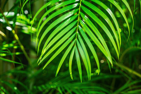 户外自然植物背景