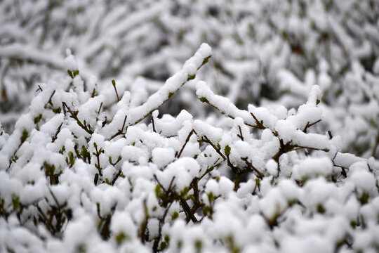 雪韵