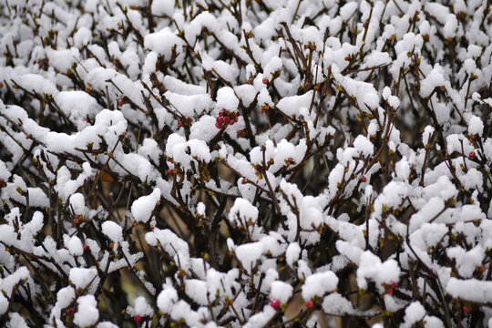 梅花雪