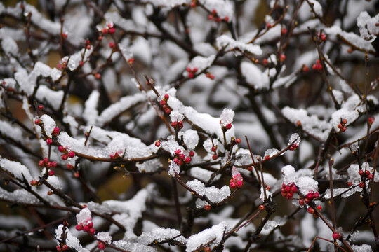 梅花雪