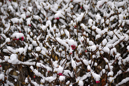 梅花雪