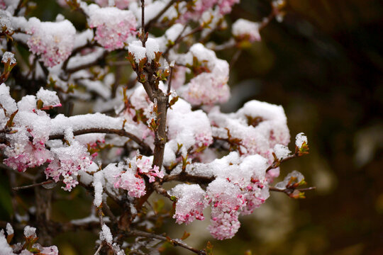 雪压春花