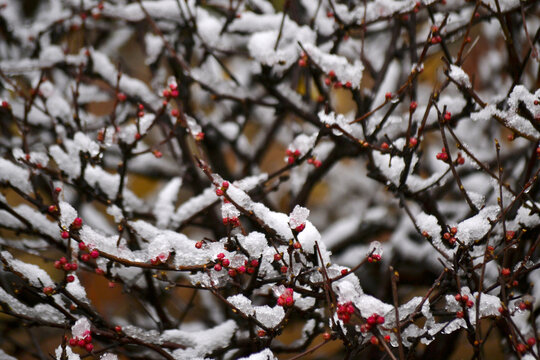 梅花雪