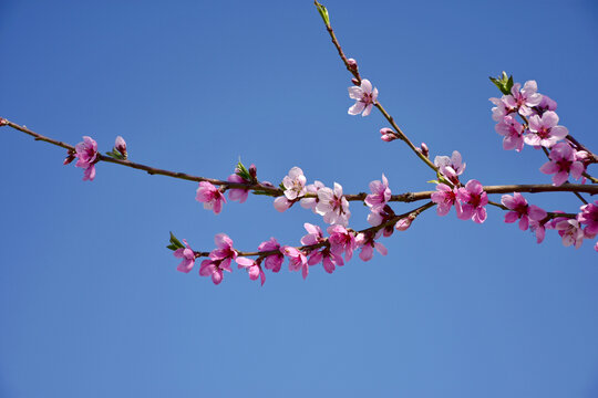 红桃花