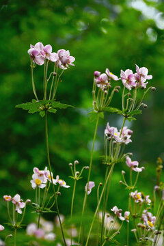 野棉花