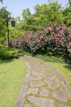 温岭植物园小道