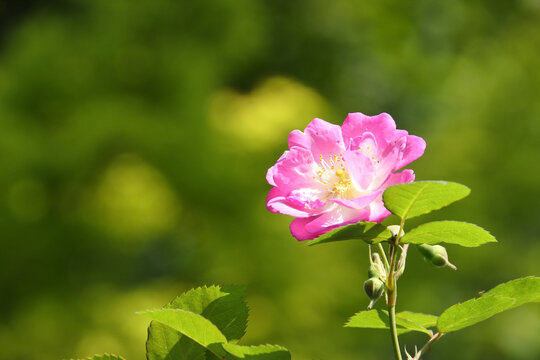 蔷薇花特写