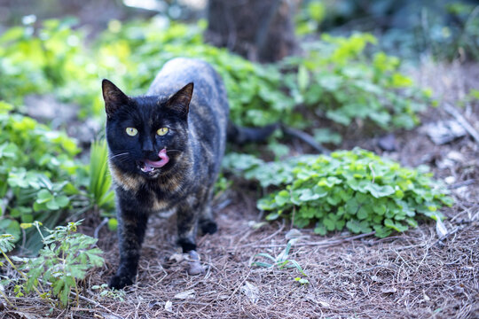 小馋猫