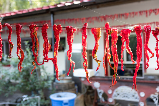 新疆农家小院晾晒的红辣椒
